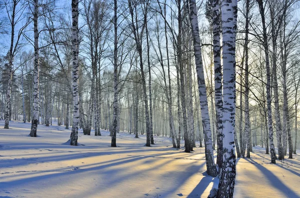 Paysage hivernal - Coucher de soleil dans la boucherie . — Photo