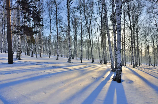 Paisaje invernal - Puesta de sol en el abedul . — Foto de Stock