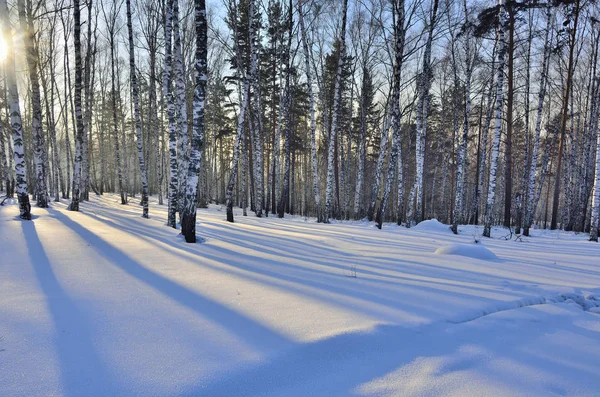Birchwood kış günbatımı. — Stok fotoğraf
