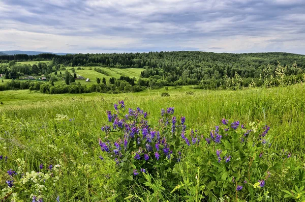 Paysage estival pittoresque avec des fleurs sauvages bleues sur la prairie — Photo