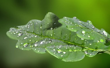 İki genç yeşil yaprakları yağmur damlaları ile meşe