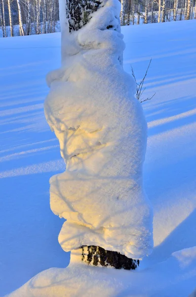 Stammen av Björk träd snön täckte — Stockfoto