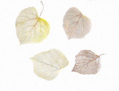 Herbarium from dried skeleton leaves of birch tree and linden clipart