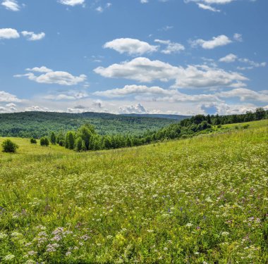 Çiçekli meadows yaz peyzaj