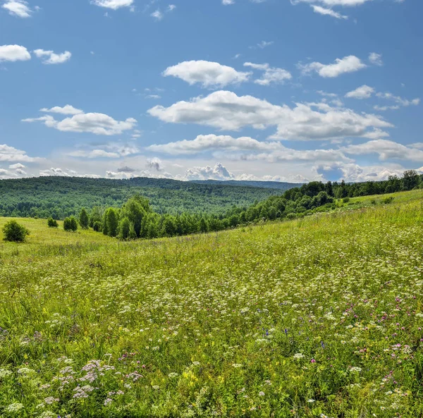 Summer krajobraz kwitnienia łąki — Zdjęcie stockowe