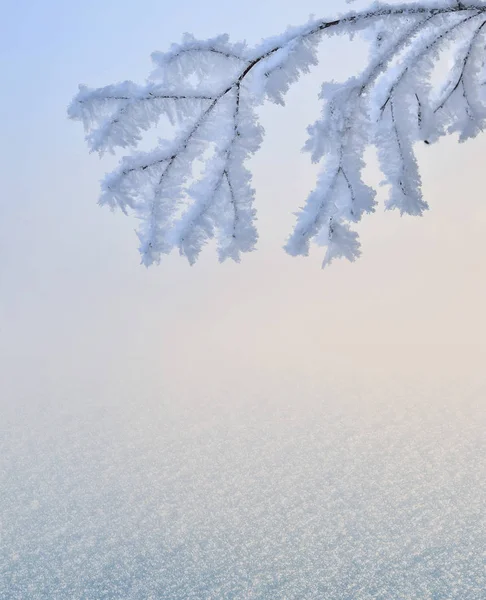 Mild vinter eller jul bakgrund - gren rimfrosten omfattas — Stockfoto