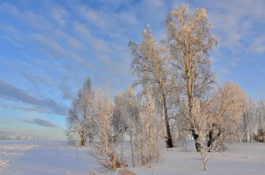 Gün batımında ağaç ile güzel kış manzarası