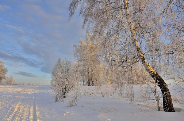 Beau paysage hivernal avec bouleaux au coucher du soleil — Photo