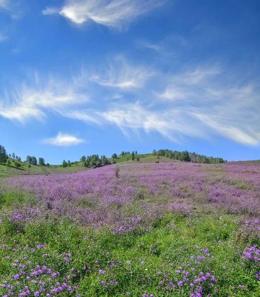 Malownicze górskie kwitnienia łąka - lagunowe oraz ogród kolorowy lato — Zdjęcie stockowe