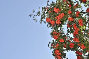 Kırmızı olgun meyveler ile üvez ağacının dalları