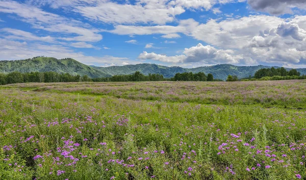 Prairie à fleurs de montagne pittoresque - paysage estival coloré — Photo