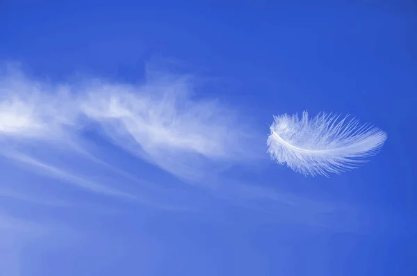 Soaring flight of white fluffy feather at blue sunny sky — Stock Photo, Image