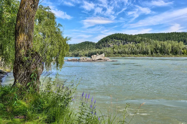 Krásné letní krajina horské řeky Katun, Rusko — Stock fotografie