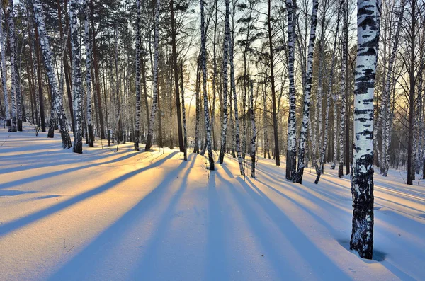 冬季景观-日落在白桦林. 图库照片