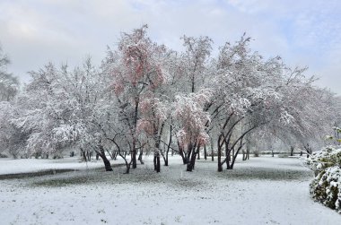 Güzel kış manzara - şehir parkı kar yağışı