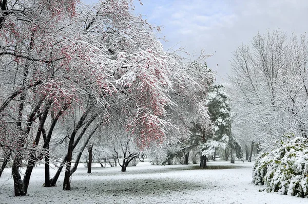 Beau paysage hivernal - chutes de neige dans le parc de la ville — Photo