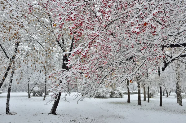 Vackert vinterlandskap - snöfall i stadsparken — Stockfoto