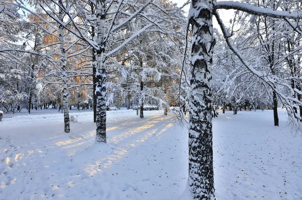 Snow covered trunks of birch trees in winter city park — Stock Photo, Image