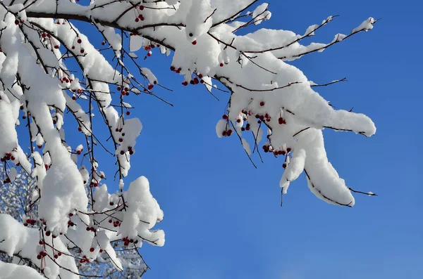 Snötäckta röda frukter av vilda äppelträd i solljus — Stockfoto