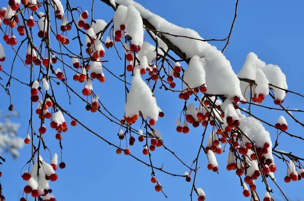 Hóval borított vörös gyümölcsök a napfény vad almafa — Stock Fotó