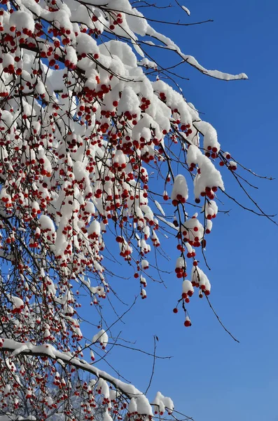 Snötäckta röda frukter av vilda äppelträd i solljus — Stockfoto