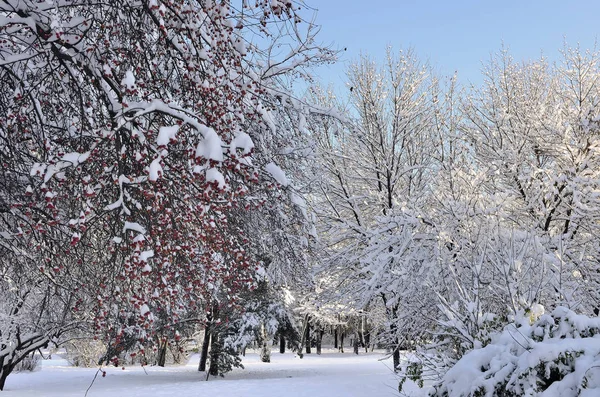 Juldekorationer av vinter natur - snötäckta träd i t — Stockfoto