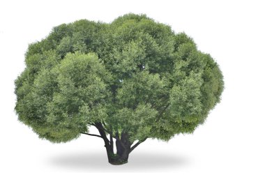 Büyük yeşil söğüt ağacının beyaz (Salix fragilis Globosa)