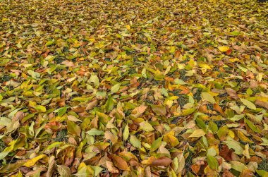Renkli yapraklı sonbahar arkaplanı