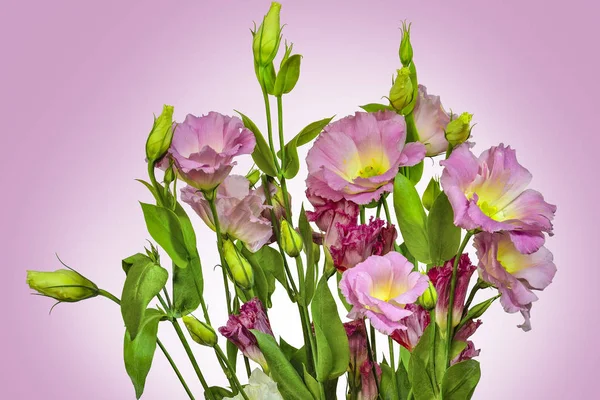 Boeket van zacht roze met gele Eustoma (Lisianthus) bloemen — Stockfoto