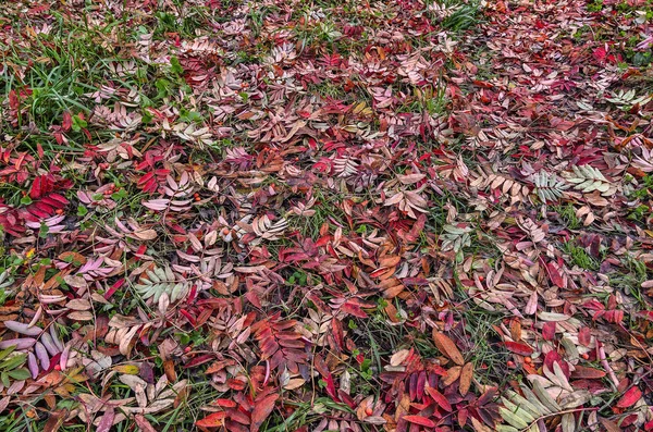 Kleurrijke herfst achtergrond met rode bladeren van rowan boom — Stockfoto