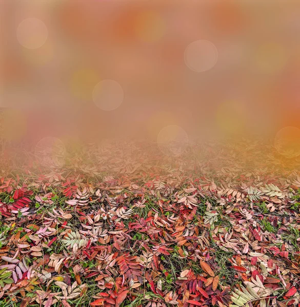 Kleurrijke herfst achtergrond met rode bladeren van rowan boom — Stockfoto