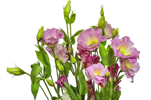 嫩粉色的桔梗 （桔梗） 黄花的花束 — 图库照片