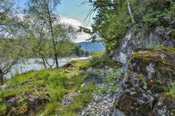 Yaz manzara hızlı Sibirya nehir Katun kayalık kıyısında
