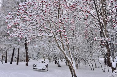 Şehir Parkı ile tezgah rowanberry altında kış manzara tr