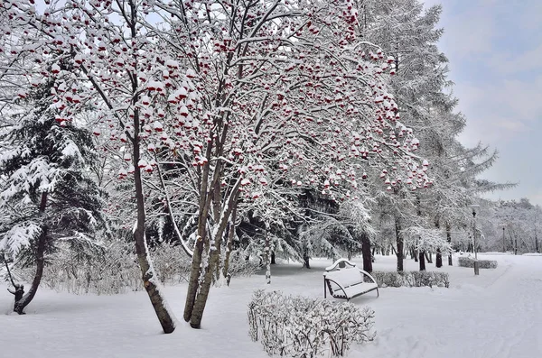 Paisaje invernal en el parque de la ciudad con banco bajo el tr rowanberry — Foto de Stock