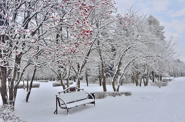 Winter landscape in city park with bench under the rowanberry tr — Stock Photo, Image