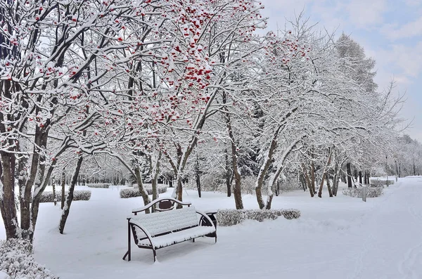 Winterlandschaft im Stadtpark mit Bank unter der Vogelbeere — Stockfoto