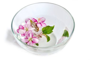 W ile cam kase içinde yüzen taze vişne veya elma çiçekleri