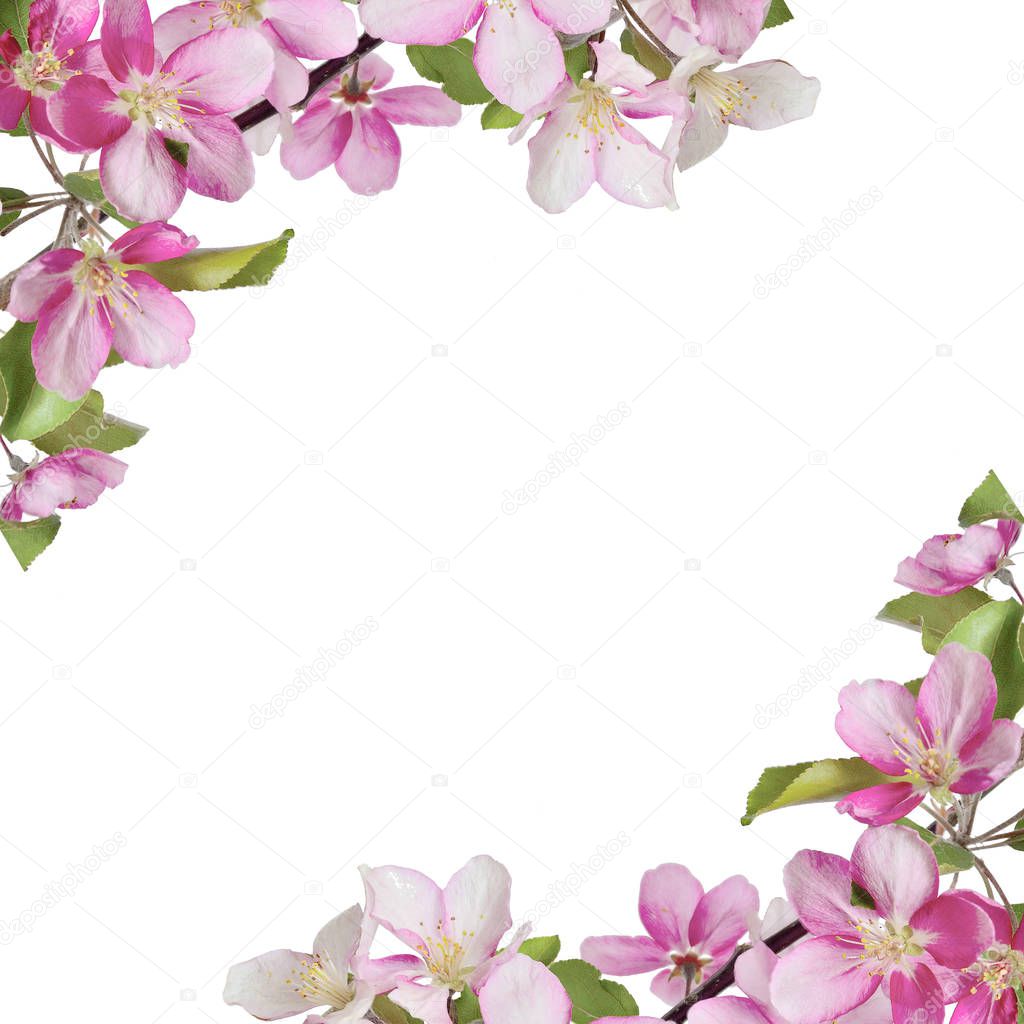 Spring background with pink cherry or apple blossoms 