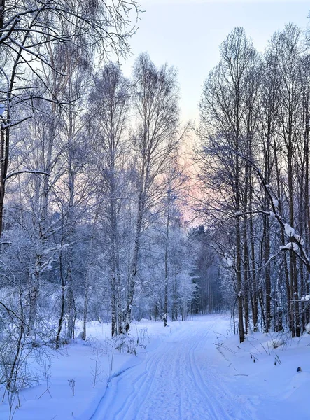 Нежное зимнее розовое утро на снежной лесной дороге — стоковое фото