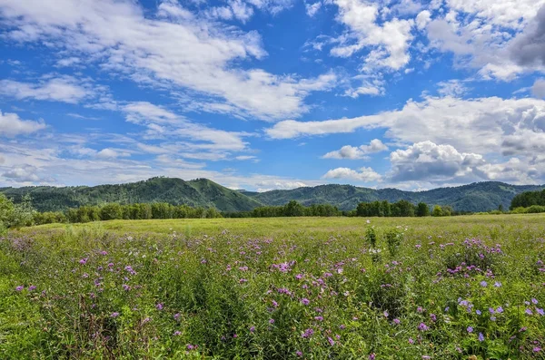Malownicze górskie słoneczny krajobraz kwitnienia Meadow — Zdjęcie stockowe