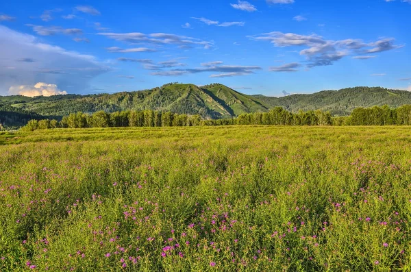 Malownicze górskie słoneczny krajobraz kwitnienia Meadow — Zdjęcie stockowe
