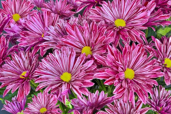Helle, bunte Chrysanthemenblüten — Stockfoto
