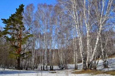 Early spring landscape in the birch grove clipart