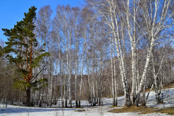 Paisagem de primavera no bosque de bétula — Fotografia de Stock