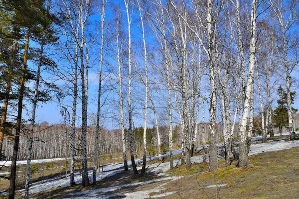 Early spring sunny landscape in the birch grove — Stock Photo, Image