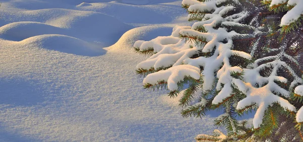 Ramo coperto di neve di abete su una superficie ondulata nevosa — Foto Stock