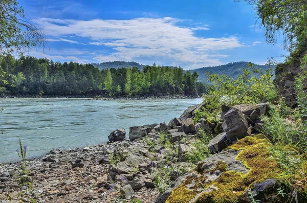 Zomer landschap aan de rotsachtige oevers van snelle Siberische rivier Katun — Stockfoto