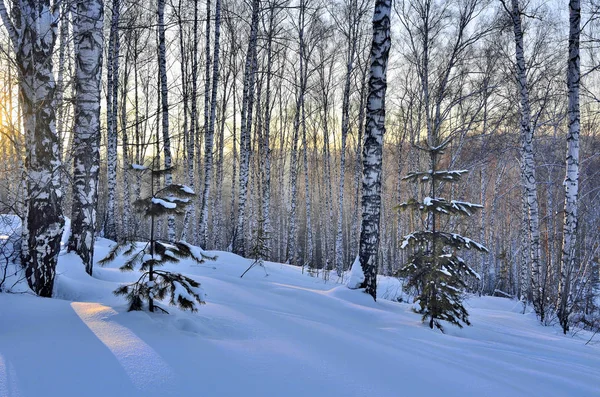 Hiver Lever de soleil dans la forêt de bouleaux — Photo