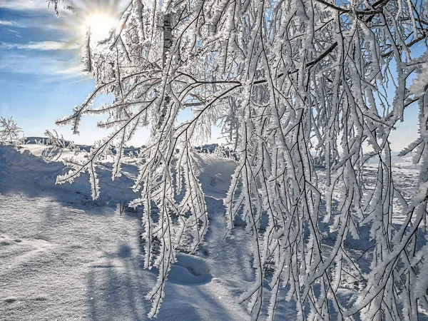 Hoarfrost overdækkede grene af birk træ belyst ved morgen - Stock-foto